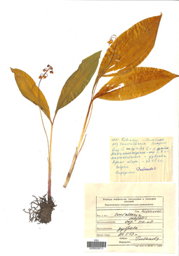 VOR 0026013