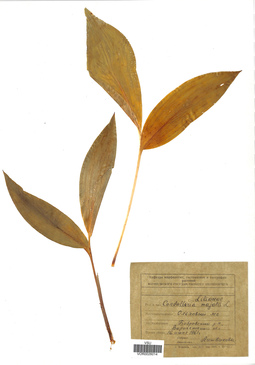 VOR 0026014