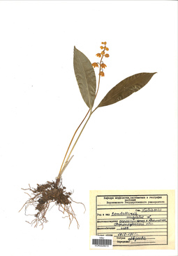 VOR 0026015