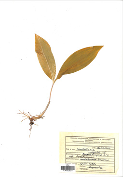 VOR 0026017