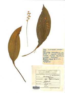 VOR 0026018