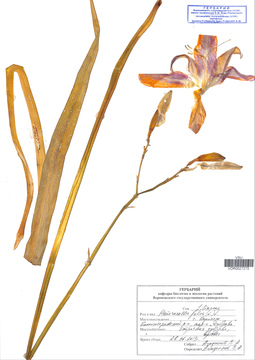 VOR 0027275