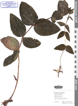 VOR 0001504
