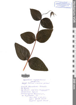 VOR 0001507