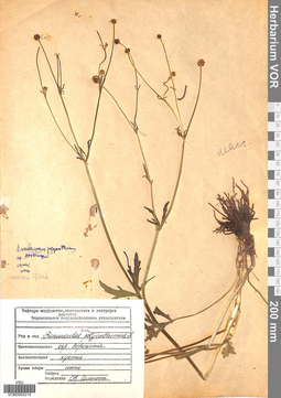 VOR 0002215