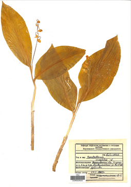 VOR 0026020