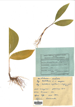 VOR 0026022