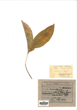VOR 0026028