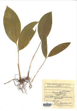 VOR 0026029