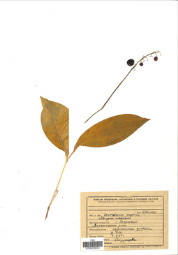 VOR 0026032