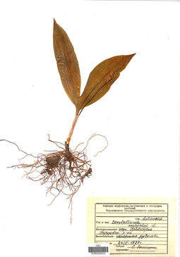 VOR 0026033