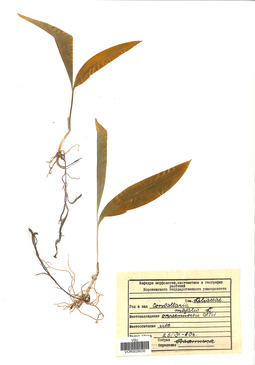 VOR 0026035