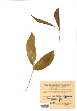 VOR 0026040