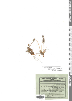 VOR 0001577