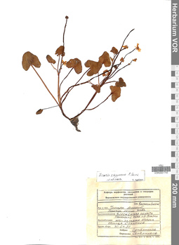VOR 0001755