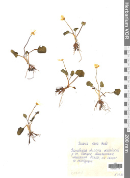 VOR 0001735