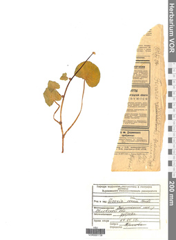 VOR 0001738
