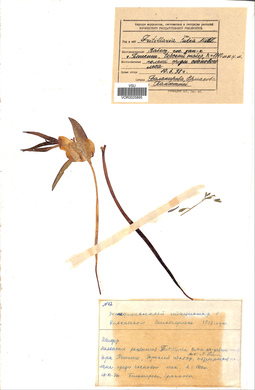 VOR 0025895