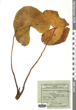 VOR 0001003