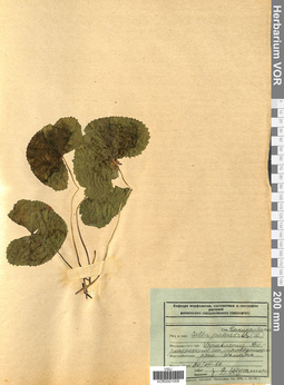 VOR 0001009