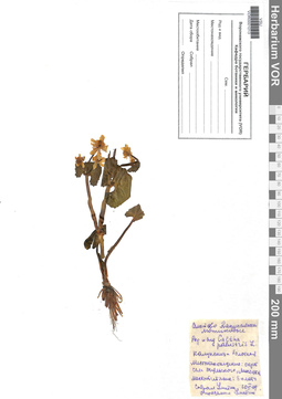VOR 0001013
