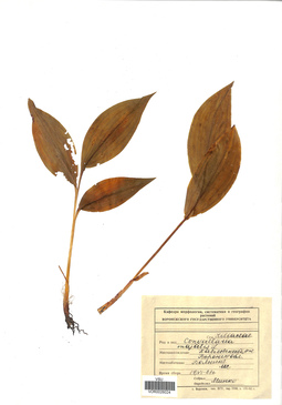 VOR 0026024