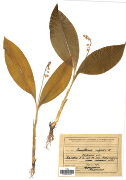 VOR 0026042