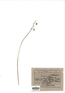 VOR 0026043