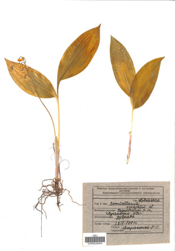 VOR 0026044