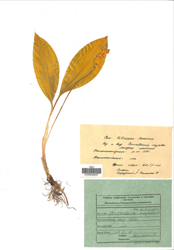 VOR 0026047