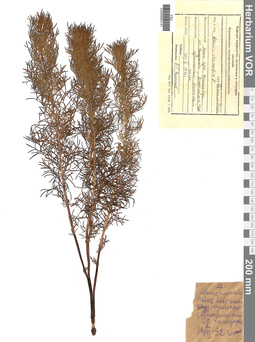 VOR 0003147