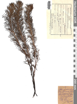 VOR 0003146