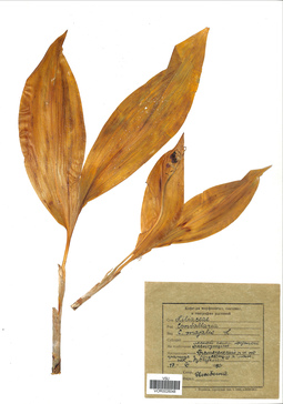 VOR 0026048