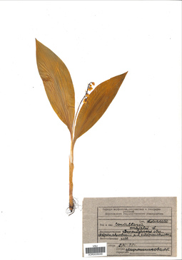 VOR 0026049