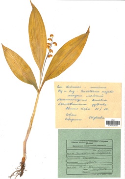 VOR 0026053