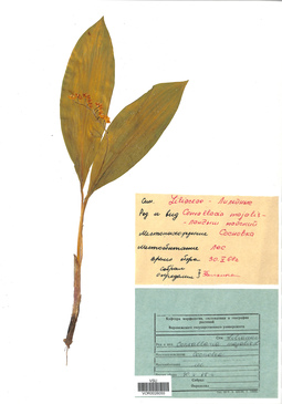 VOR 0026055