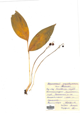 VOR 0026057