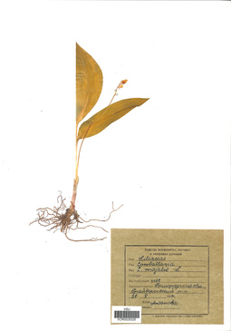 VOR 0026326