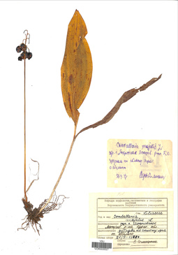 VOR 0026327
