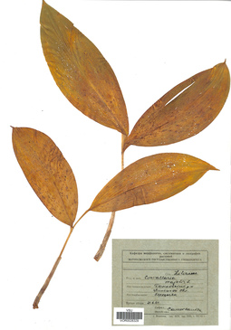 VOR 0026329