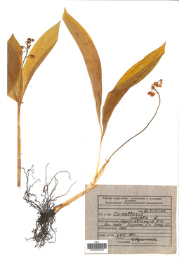 VOR 0026330