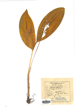 VOR 0026331