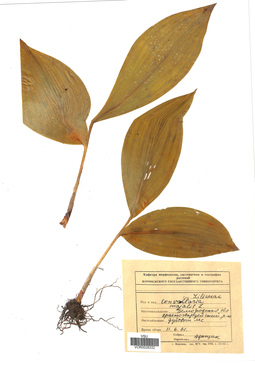 VOR 0026332
