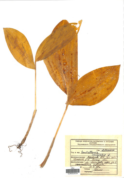 VOR 0026334