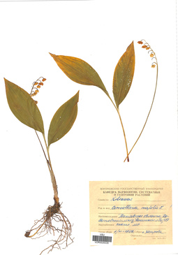 VOR 0026335