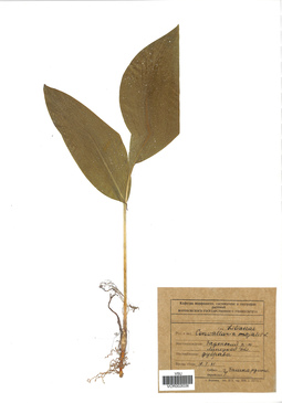 VOR 0026336