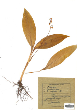 VOR 0026337