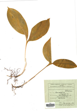 VOR 0026338
