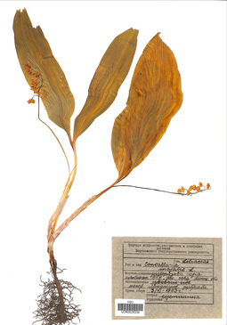 VOR 0026339