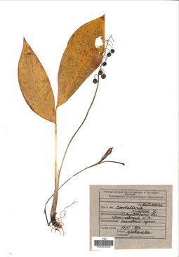 VOR 0026340
